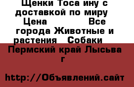 Щенки Тоса-ину с доставкой по миру › Цена ­ 68 000 - Все города Животные и растения » Собаки   . Пермский край,Лысьва г.